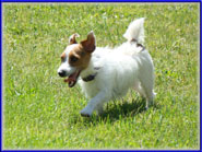 Rylee, Jack Russell Terrier Puppy mom-to-be