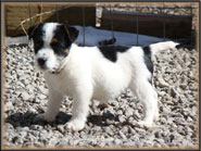 Duce, our newest Jack Russell male