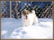 Izabella, Jack Russell Terrier Puppy mom-to-be