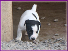 Rylee x Ryder jack russell terrier puppy - female