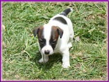 Rylee x Ryder jack russell terrier puppy - male