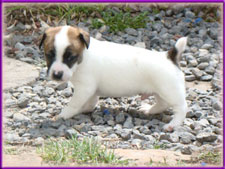 Rylee x Ryder jack russell terrier puppy - male