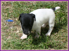 Rylee x Ryder jack russell terrier puppy - female