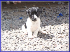 Rizzo x Ryder jack russell terrier puppy - female