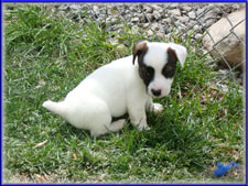 Rizzo x Ryder jack russell terrier puppy - female