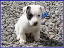Rizzo x Ryder jack russell terrier puppy for sale - female