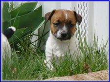 Rizzo x Ryder jack russell terrier puppy - female