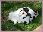 Annie, Jack Russell Terrier Puppy mom-to-be