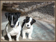 Spanky & his Jack Russell Puppies & playful moms