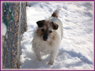 Rylee, Jack Russell Terrier Puppy mom-to-be