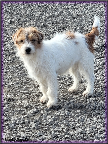 Dayze is for sale - female Jack Russell Terrier