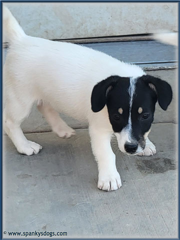 Jack Russell Terrier Puppy for sale - female #1