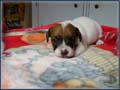 Jack Russell Terrier Puppies Photo Gallery