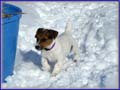 Jack Russell Terrier Puppies Photo Gallery
