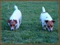 Spanky's Jack Russell Terrier Females
