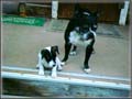 Spanky's Jack Russell Terrier puppies for sale
