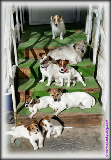 Jack Russell Terrier Family on steps at home at SpankysDogs.com
