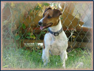 Annie, Jack Russell Terrier Puppy mom-to-be