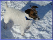Spanky & his Jack Russell Puppies & playful moms
