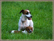 Rizzo with one of her Jack Russell Terrier Puppies