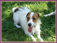 Spanky's Jack Russell Terrier Tales