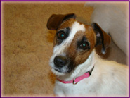Rizzo, Jack Russell Terrier Puppy's mom