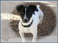 Spanky & his Jack Russell Puppies & playful moms