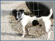 Spanky & his Jack Russell Puppies & playful moms