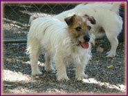 Rylee had puppies on 3/21/13, they'll be ready in May
