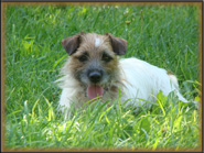Jack Russell Terrier Puppies for sale