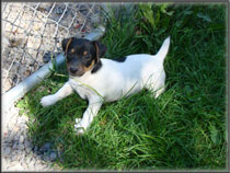 Jack Russell Terrier Puppies for sale
