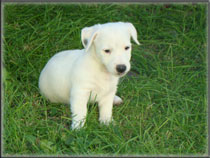 Jack Russell Terrier Puppies for sale