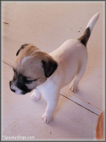 Jack Russell Terrier Puppy for sale - female #2