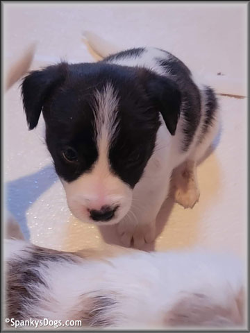 Jack Russell Terrier Puppy for sale - Male #1