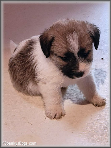Jack Russell Terrier Puppy for sale - Male #2