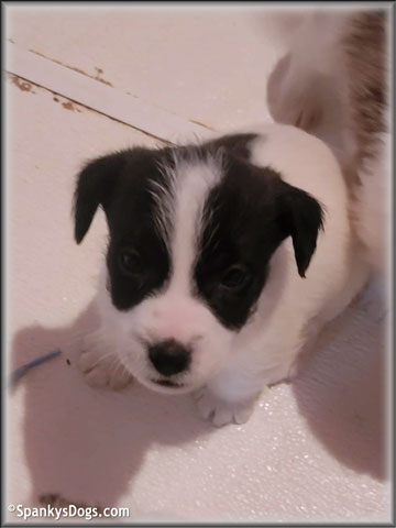 Jack Russell Terrier Puppy for sale - Male #3
