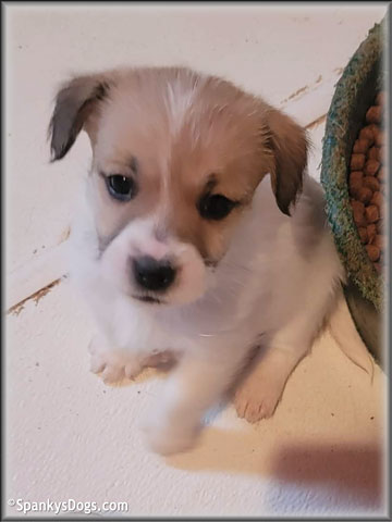 Jack Russell Terrier Puppy for sale - Male #4