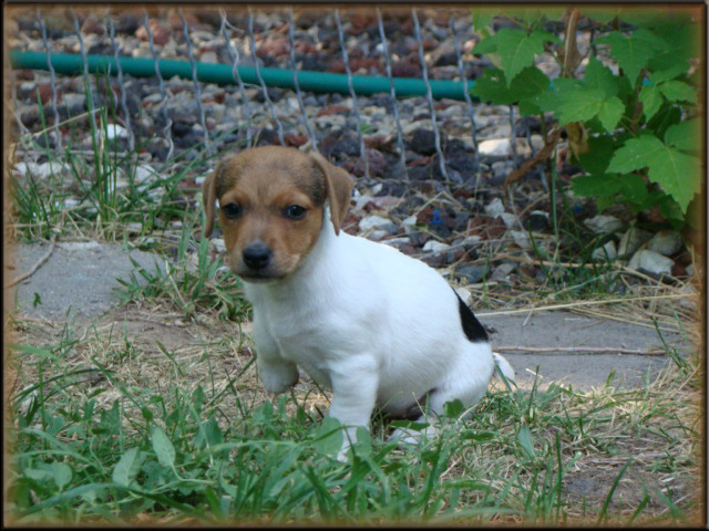 Jack Russell Terrier puppy