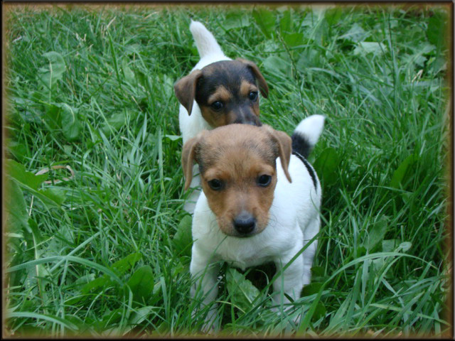 Jack Russell Terrier puppy