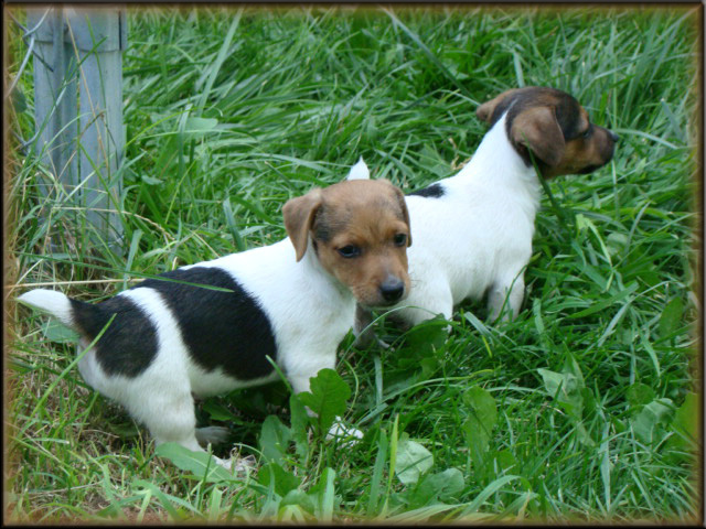 Jack Russell Terrier puppy