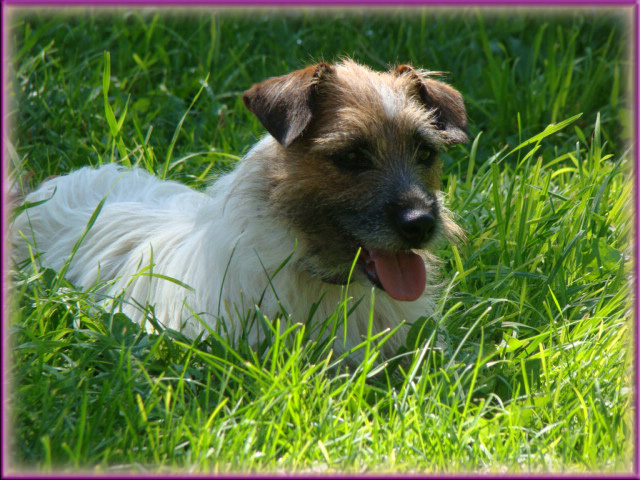 Rylee - Jack Russell Terrier female