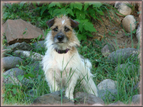 Rylee - Jack Russell Terrier female