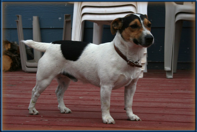 Tubs - Jack Russell Terrier male