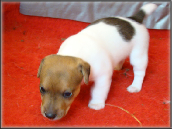 Jack Russell Terrier puppy from Maggie