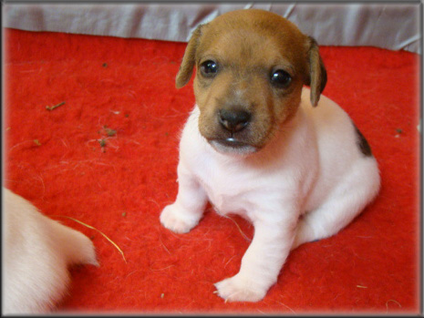 Jack Russell Terrier puppy from Maggie