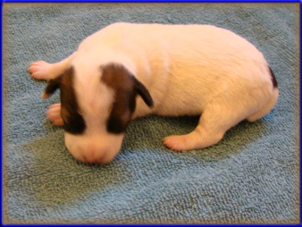 Jack Russell Terrier puppy from Rizzo