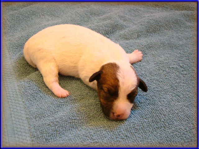 Jack Russell Terrier puppy from Rizzo