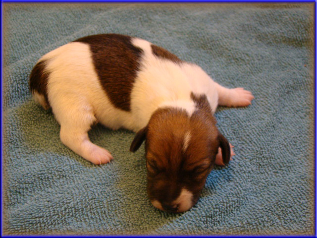 Jack Russell Terrier puppy from Rizzo