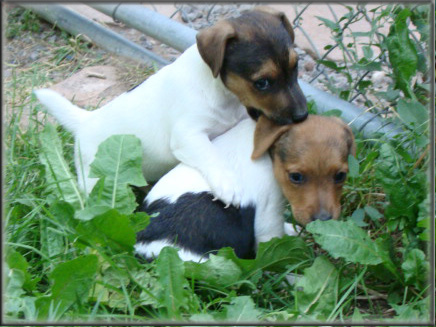 Jack Russell Terrier puppy from Maggie