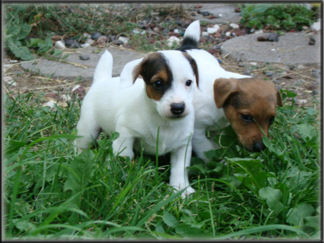 Jack Russell Terrier puppy from Maggie